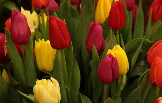 Tulip flowers multi deep colours